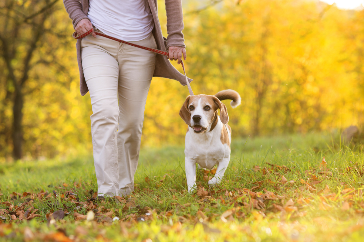 Dog friendly walking routes Norwich, Norfolk.